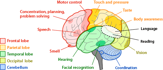 brain-regions-areas (1)