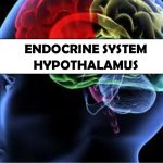Hypothalamus & Endocrine System