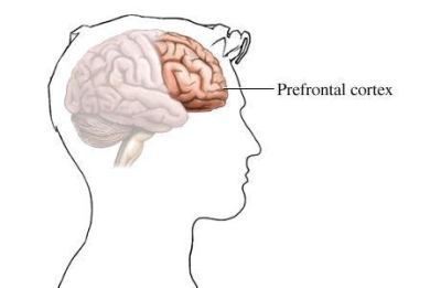 prefrontal_cortex
